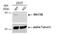 Methionine adenosyltransferase 2 subunit beta antibody, NBP2-17230, Novus Biologicals, Western Blot image 