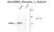 Gamma-Aminobutyric Acid Type A Receptor Alpha1 Subunit antibody, GTX82691, GeneTex, Western Blot image 