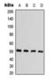 Arrestin Beta 1 antibody, orb393212, Biorbyt, Western Blot image 