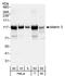 Matrin 3 antibody, A300-591A, Bethyl Labs, Western Blot image 
