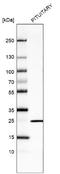 Prolactin antibody, NBP2-76503, Novus Biologicals, Western Blot image 