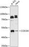 Coiled-Coil Domain Containing 83 antibody, 15-554, ProSci, Western Blot image 