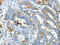 Annexin A13 antibody, CSB-PA151772, Cusabio, Immunohistochemistry frozen image 