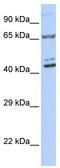 Zinc Finger Protein 324 antibody, TA331980, Origene, Western Blot image 