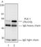 Polo Like Kinase 1 antibody, LS-B1675, Lifespan Biosciences, Western Blot image 