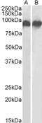 Musashi RNA Binding Protein 2 antibody, 43-609, ProSci, Western Blot image 