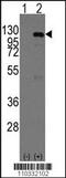 CASC3 Exon Junction Complex Subunit antibody, 62-776, ProSci, Western Blot image 