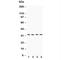 Caspase 7 antibody, R30514, NSJ Bioreagents, Western Blot image 
