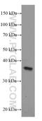 Deoxynucleotidyltransferase terminal-interacting protein 1 antibody, 11637-1-AP, Proteintech Group, Western Blot image 