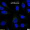 Trans-Golgi Network Protein 2 antibody, NBP1-49643, Novus Biologicals, Immunofluorescence image 