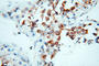 Golgin A2 antibody, 11308-1-AP, Proteintech Group, Immunohistochemistry frozen image 