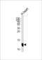 Cytochrome C Oxidase Subunit 6A2 antibody, 64-028, ProSci, Western Blot image 