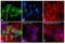 Beta-1,3-Glucuronyltransferase 1 antibody, MA1-81071, Invitrogen Antibodies, Immunofluorescence image 