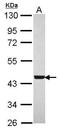 WD Repeat Domain 77 antibody, GTX116802, GeneTex, Western Blot image 