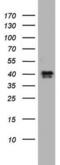 Nuclear Receptor Binding Factor 2 antibody, MA5-26632, Invitrogen Antibodies, Western Blot image 