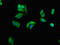Growth Factor Receptor Bound Protein 10 antibody, LS-C670716, Lifespan Biosciences, Immunofluorescence image 