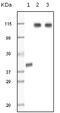 Lysine Demethylase 1A antibody, 32-188, ProSci, Enzyme Linked Immunosorbent Assay image 