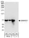 SAM And HD Domain Containing Deoxynucleoside Triphosphate Triphosphohydrolase 1 antibody, A303-691A, Bethyl Labs, Western Blot image 