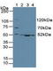 Citrate Synthase antibody, LS-C314812, Lifespan Biosciences, Western Blot image 