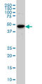 Aurora Kinase A antibody, LS-C133953, Lifespan Biosciences, Western Blot image 