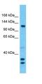 SWI/SNF Related, Matrix Associated, Actin Dependent Regulator Of Chromatin, Subfamily A Like 1 antibody, orb330036, Biorbyt, Western Blot image 