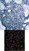 PP17 antibody, 79-369, ProSci, Immunohistochemistry frozen image 