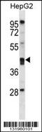 Paraoxonase 2 antibody, 56-756, ProSci, Western Blot image 