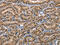 BCL2 Associated Athanogene 1 antibody, CSB-PA223753, Cusabio, Immunohistochemistry frozen image 