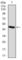 Polo Like Kinase 1 antibody, abx011365, Abbexa, Western Blot image 