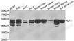 Interleukin Enhancer Binding Factor 2 antibody, A5882, ABclonal Technology, Western Blot image 
