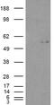 Apolipoprotein B MRNA Editing Enzyme Catalytic Subunit 3A antibody, 46-697, ProSci, Immunohistochemistry frozen image 