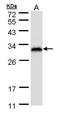 RAN Binding Protein 1 antibody, PA5-21481, Invitrogen Antibodies, Western Blot image 