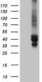 TSC22 Domain Family Member 4 antibody, TA811733, Origene, Western Blot image 