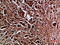 Heparin Binding Growth Factor antibody, STJ98794, St John