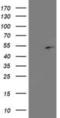 Proliferation-Associated 2G4 antibody, NBP2-00981, Novus Biologicals, Western Blot image 