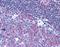 CD40 Molecule antibody, orb87812, Biorbyt, Immunohistochemistry paraffin image 