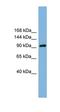 GRIP1 Associated Protein 1 antibody, orb330922, Biorbyt, Western Blot image 