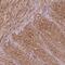 Prostaglandin E Receptor 3 antibody, NBP1-84835, Novus Biologicals, Immunohistochemistry paraffin image 