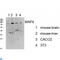 Microtubule Associated Protein 4 antibody, LS-C813452, Lifespan Biosciences, Western Blot image 