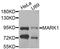 Microtubule Affinity Regulating Kinase 1 antibody, orb374125, Biorbyt, Western Blot image 