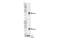 TRAF Interacting Protein With Forkhead Associated Domain antibody, 61358S, Cell Signaling Technology, Western Blot image 