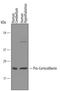 Corticotropin Releasing Hormone antibody, AF5805, R&D Systems, Western Blot image 