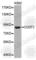 Cyclin T1 antibody, A2057, ABclonal Technology, Western Blot image 