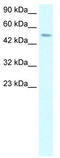 Transcription Factor AP-2 Delta antibody, TA329107, Origene, Western Blot image 