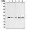 Transcription Factor Dp-1 antibody, LS-C352923, Lifespan Biosciences, Western Blot image 