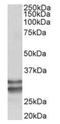 Kruppel Like Factor 13 antibody, orb12992, Biorbyt, Western Blot image 