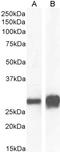 Stratifin antibody, LS-B6688, Lifespan Biosciences, Western Blot image 