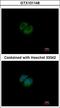 Hypoxanthine Phosphoribosyltransferase 1 antibody, LS-C185391, Lifespan Biosciences, Immunocytochemistry image 