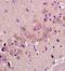 Growth Associated Protein 43 antibody, orb10688, Biorbyt, Immunohistochemistry paraffin image 