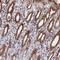 DnaJ Heat Shock Protein Family (Hsp40) Member C17 antibody, NBP1-84614, Novus Biologicals, Immunohistochemistry frozen image 